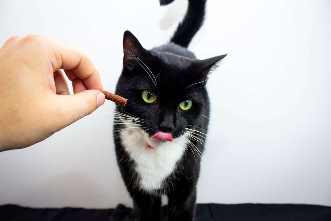 Cat Treat Puzzles & Interactive Feeders: Stop Boredom & Destructive Play
