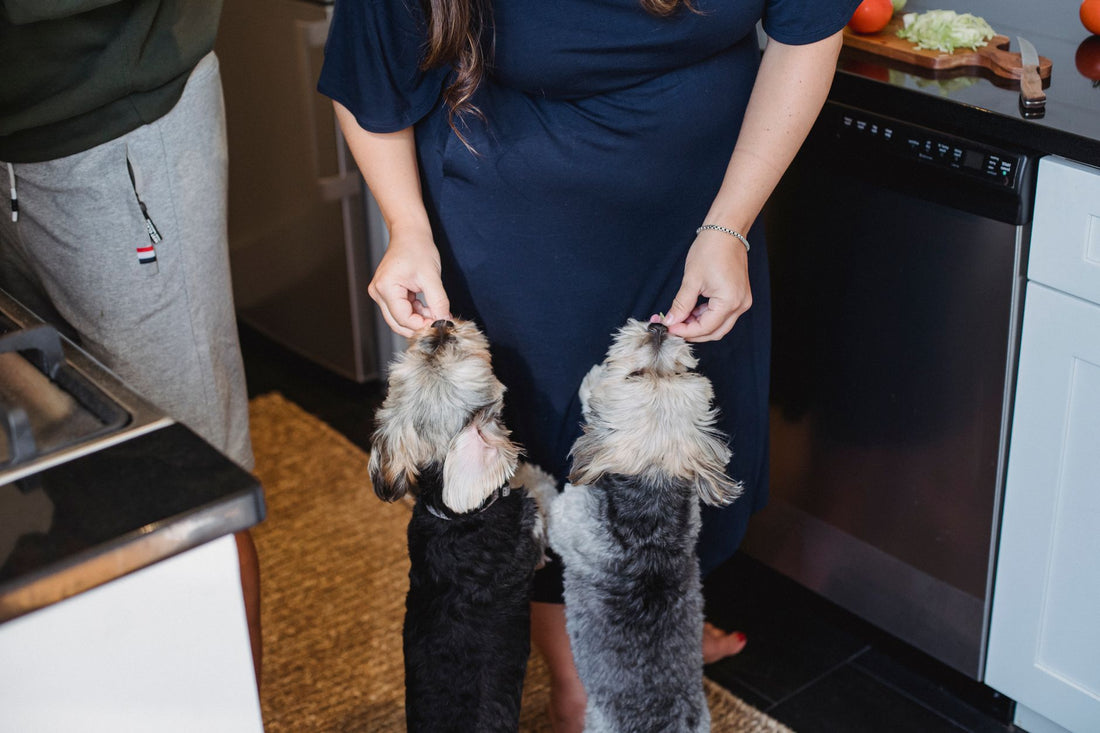 Can Dogs Eat Frozen Treats? Safe Summer Alternatives