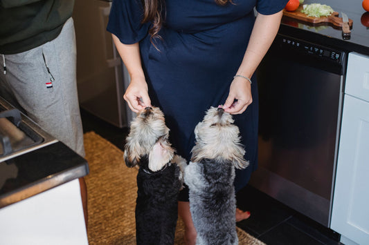 Can Dogs Eat Frozen Treats? Safe Summer Alternatives