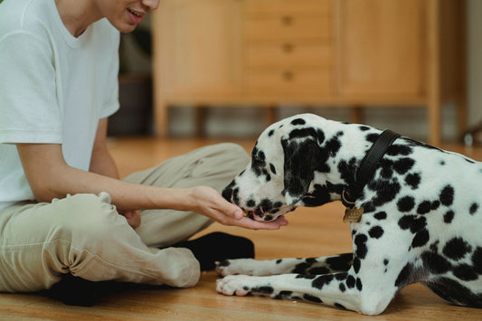 How to Prevent Bloat in Dogs: Feeding & Product Guide