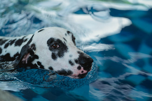 Dog Life Jackets: Does Your Dog Really Need One? (Swim Safety Guide)