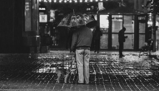 Reflective Dog Raincoat for Night Walks: Why Visibility Matters