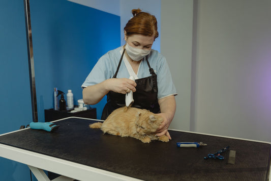 Cat Nail Clippers With Safety Guard: How to Avoid the Quick