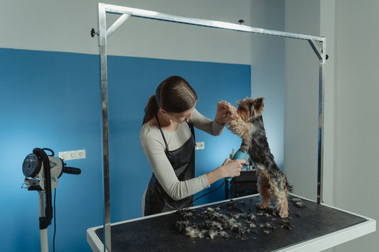 Dog Nail Grinder vs Clippers: Which Calms Anxious Dogs?