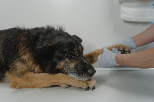 Deshedding Gloves for Brush-Sensitive Pets: Gentle Grooming Guide
