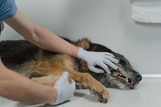 Deshedding Gloves vs Brushes: Which Works for Sensitive Dogs?