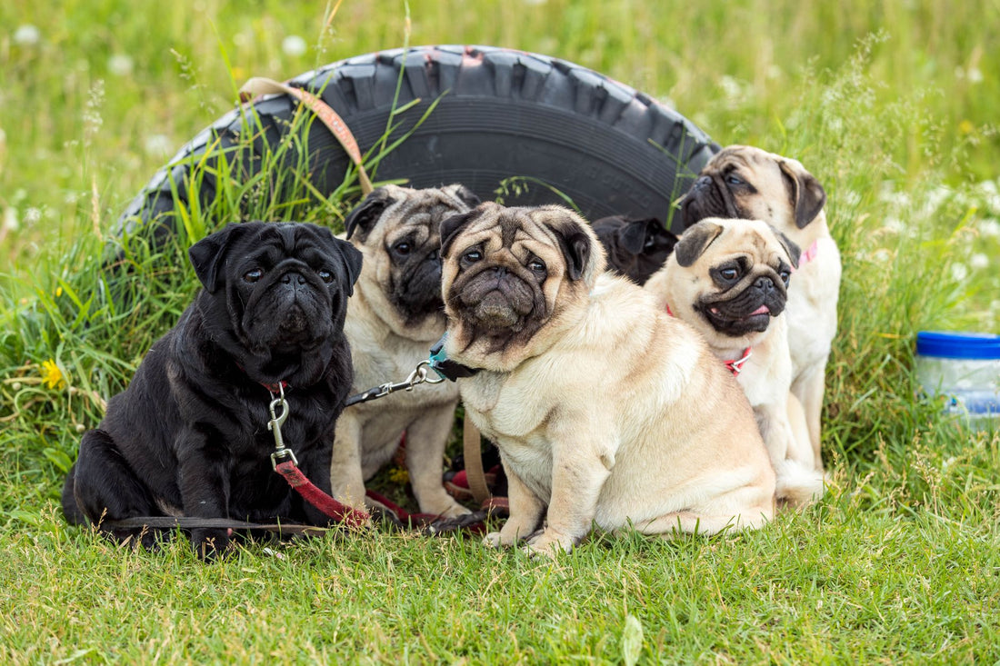 Pug Overheating: Warning Signs and How to Prevent It
