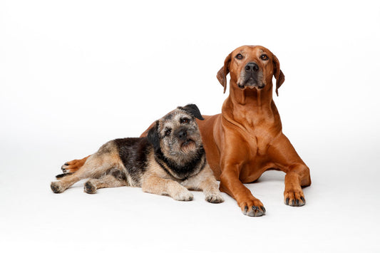 Best Cooling Mat for Large Dogs: Gel Pad & Crate Guide