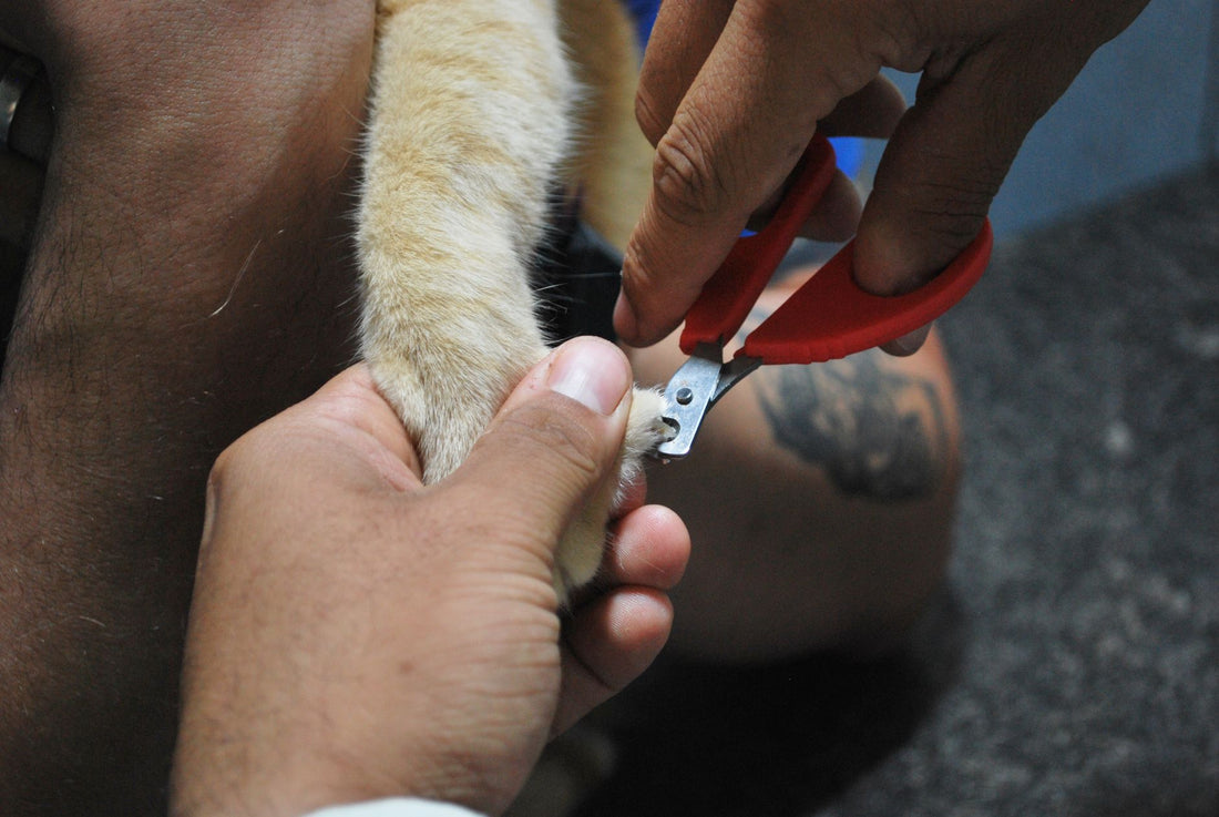 Cat Nail Clippers With Safety Guard: How to Avoid the Quick