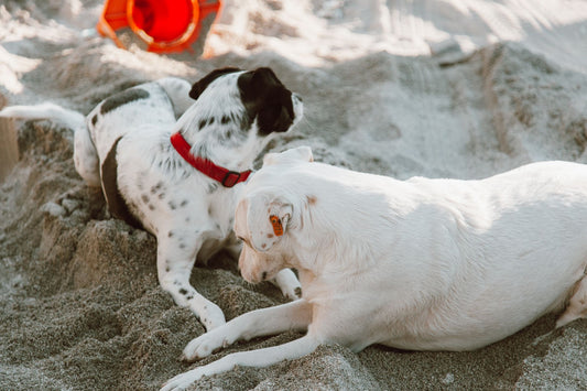 Cooling Collar vs Vest vs Mat: Which Summer Product Cools Best?