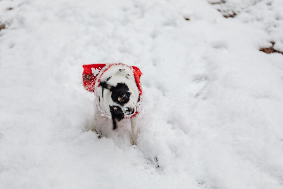 Dog Winter Coat vs Sweater: Which Does Your Dog Actually Need?