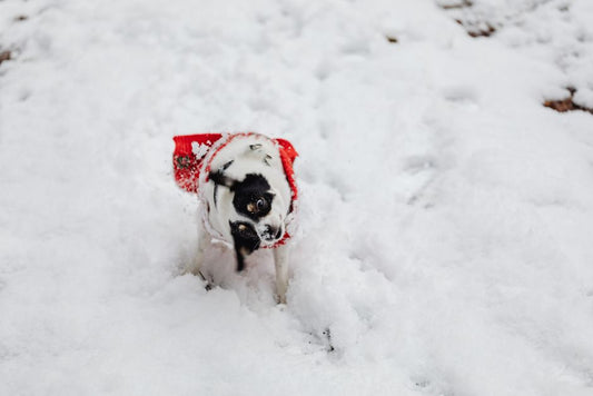 Dog Winter Coat vs Sweater: Which Does Your Dog Actually Need?