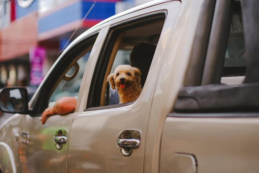 How to Get Your Dog Comfortable in a Car Seat: 5 Training Steps