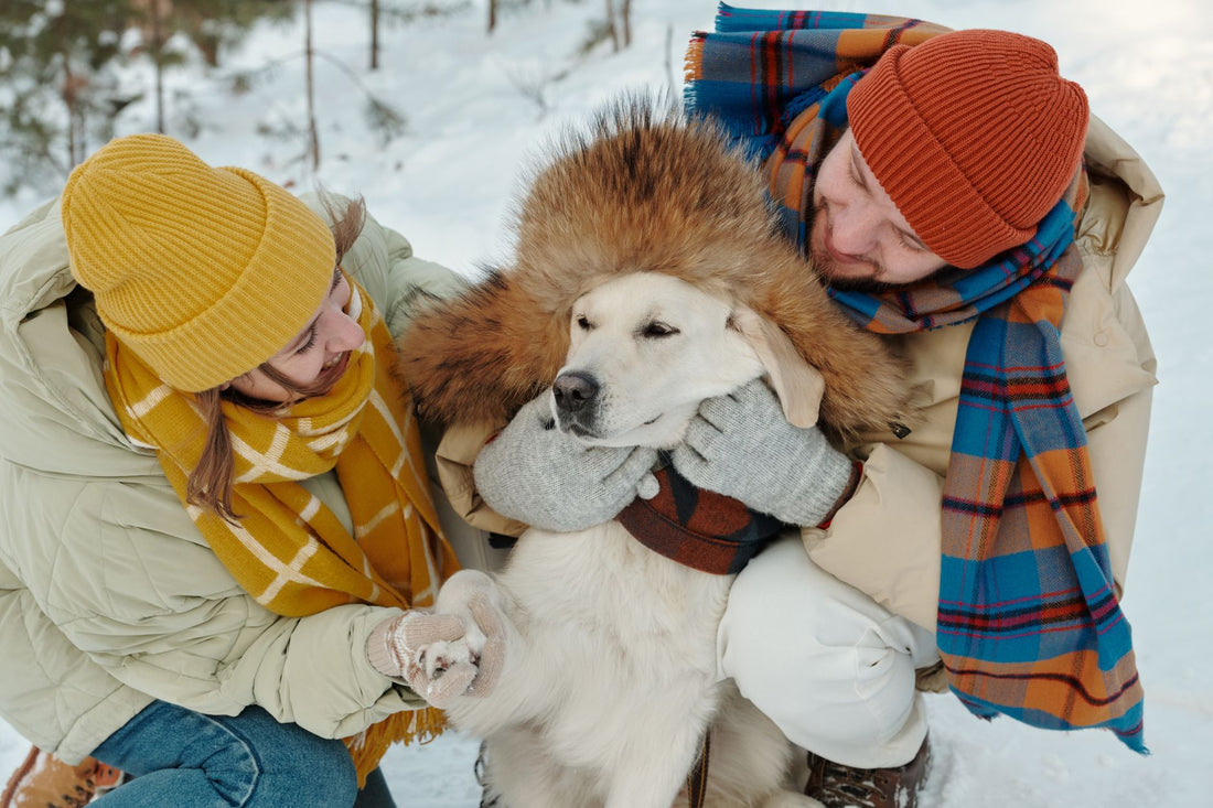 Deshedding Gloves for Brush-Sensitive Pets: Gentle Grooming Without the Fight