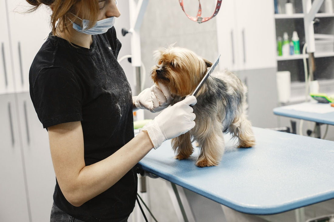 Deshedding Gloves vs Brushes for Sensitive Dogs: Gentle Grooming