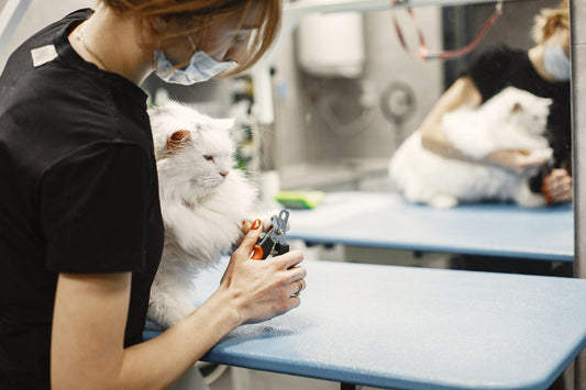 How to Clip Cat Nails Safely: Avoiding the Quick & Using Safety Guards