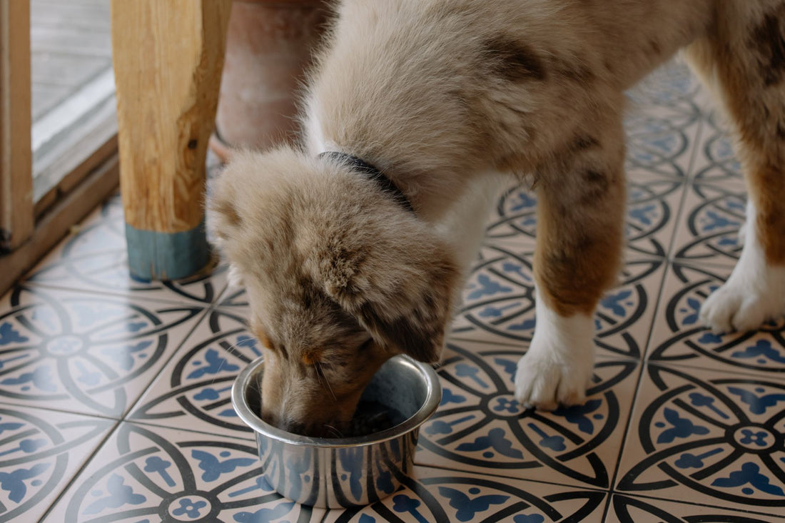 Best Dog Water Bowl to Prevent Bloat: Slow-Drink vs Standard