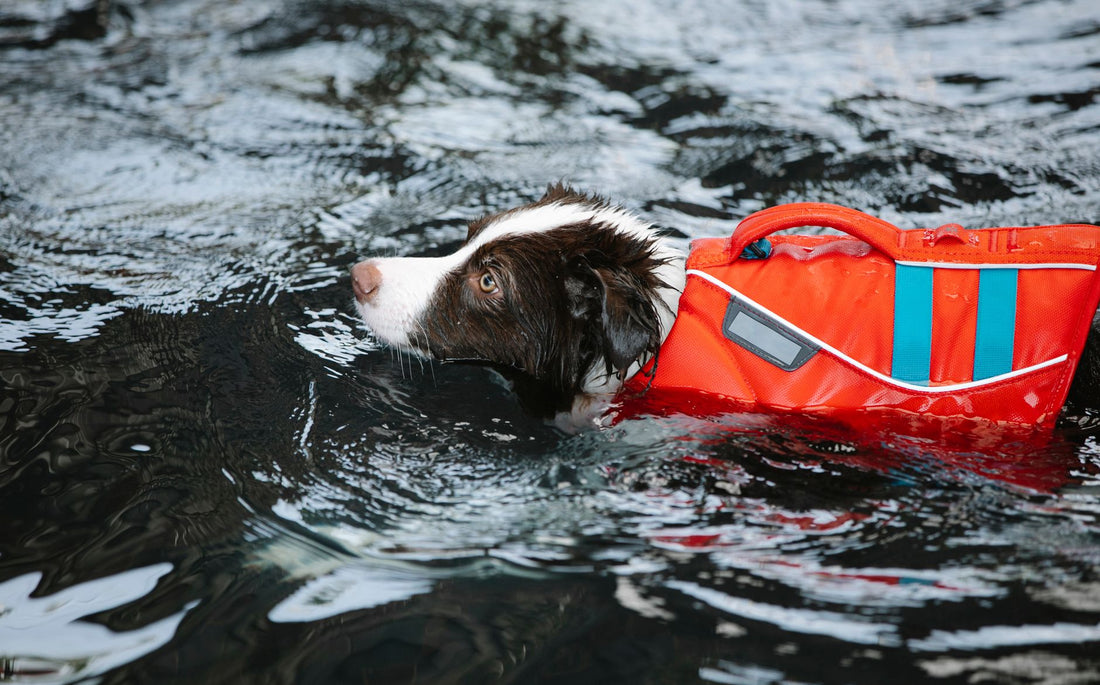 Small Dog Life Jacket: Sizing Guide & Best Picks