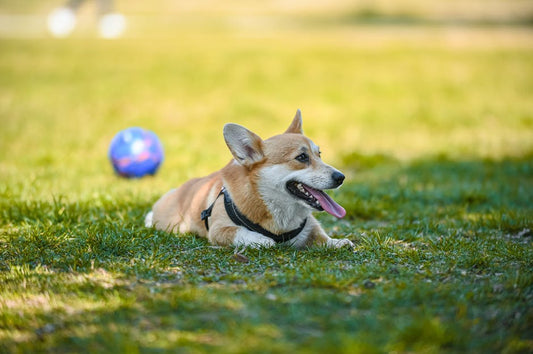 How to Tell If Your Dog Is Overheating on a Walk (Early Warning Signs)