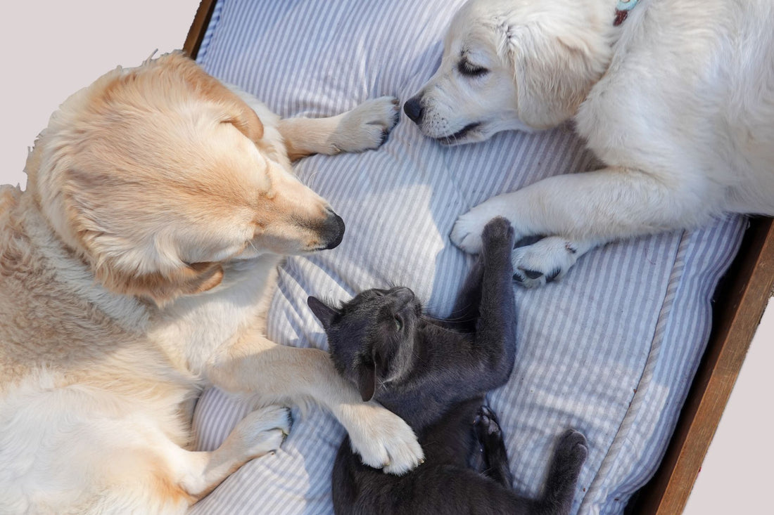 Heated Cat Bed for Outdoors: Safety and Winter Setup Guide