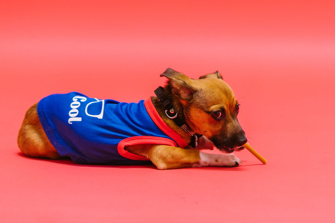Best Cooling Vest for Flat-Faced Dogs (Frenchies, Pugs, Bulldogs)
