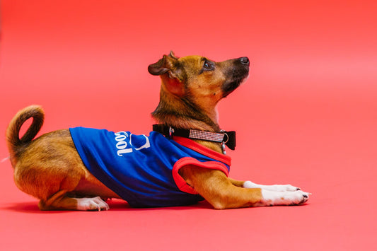 Cooling Collar vs Mat vs Vest: Which Works Best in a Crate?