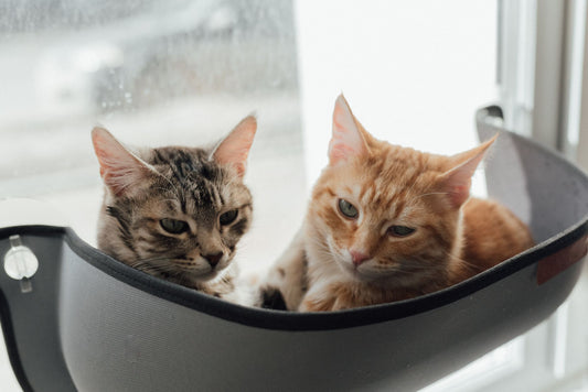 Window Cat Hammocks vs Suction Cup Toys: Which Enriches Bored Cats?