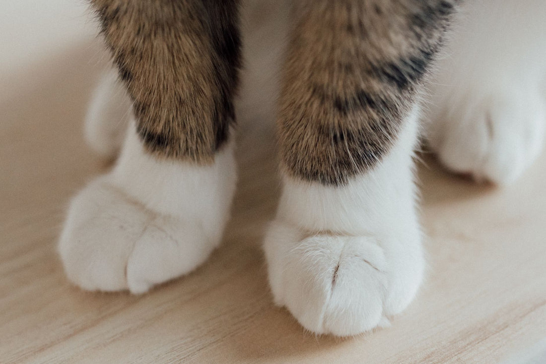 How to Clip Cat Nails Without Hitting the Quick: Safety Guard Guide