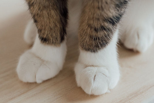 How to Clip Cat Nails Without Hitting the Quick: Safety Guard Guide