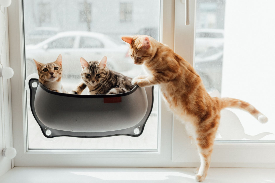 Suction Cup Cat Toys for Windows: Safe Solo Play & Enrichment