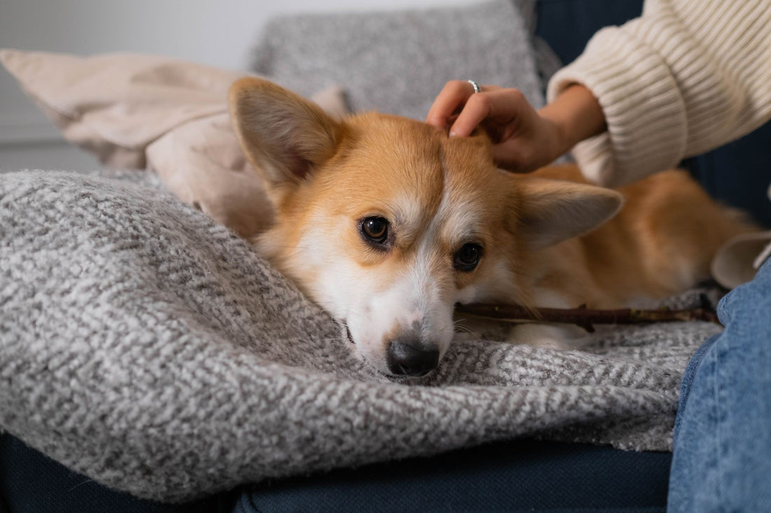 Why Is My Dog Panting Excessively? Health & Behavior Guide