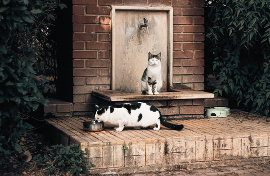 How Often Should You Clean a Cat Water Fountain? (Maintenance Guide)