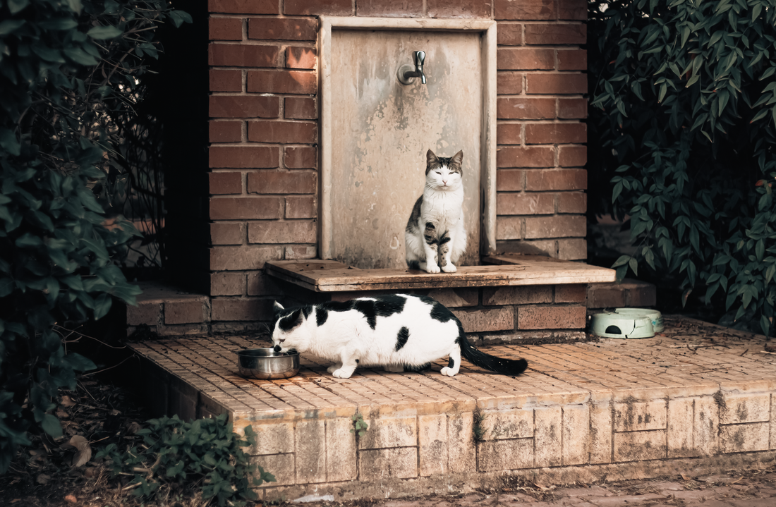 Cordless & Wireless Cat Water Fountains: Are They Worth It?
