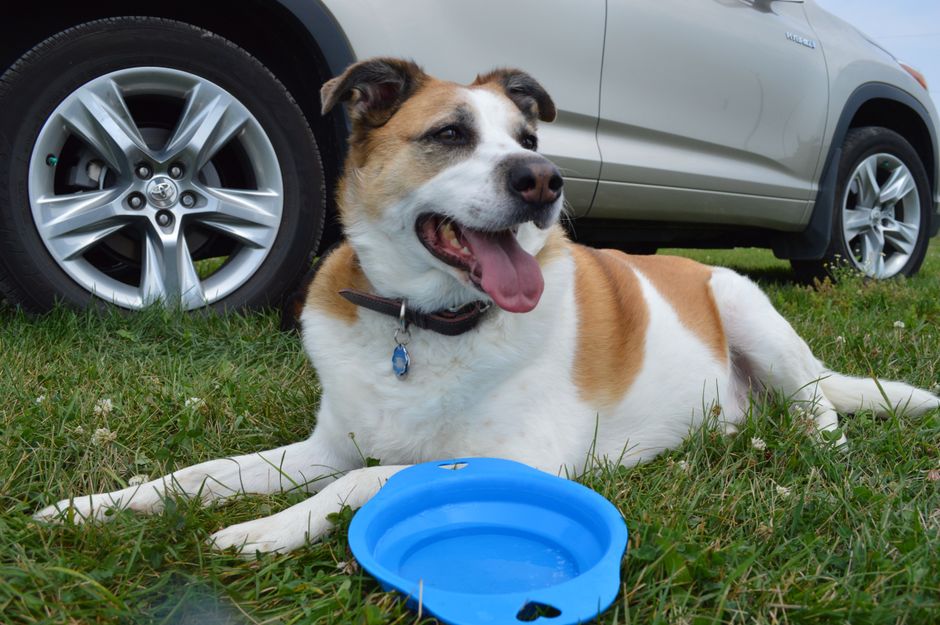 Best Dog Water Bowl for Travel & Car Rides: Spill-Proof Guide