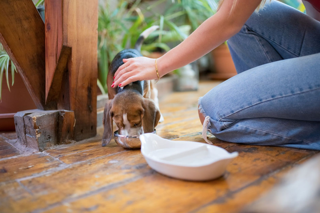 Best Water Bowl for Active Dogs: Keep Your Pup Hydrated
