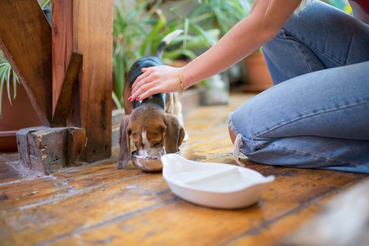 Best Water Bowl for Active Dogs: Keep Your Pup Hydrated