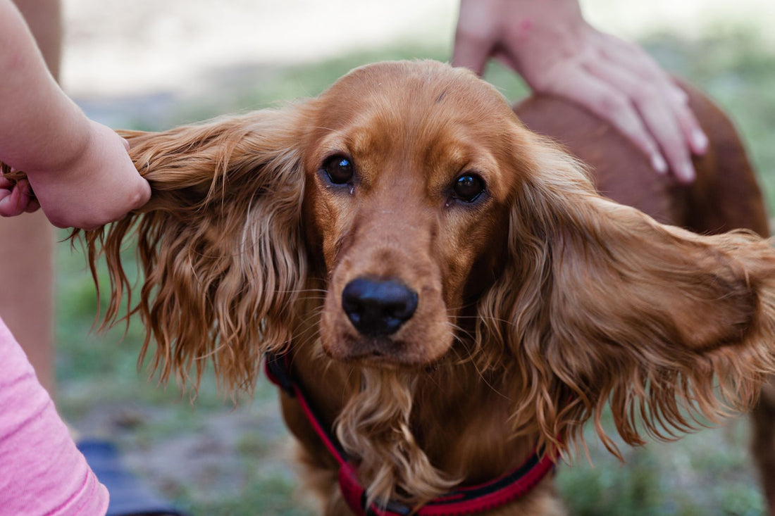 How to Prevent Dog Ear Infections After Swimming