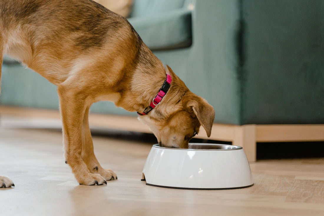 Best Dog Food Bowl to Prevent Bloat: Elevated Slow-Feeder Guide