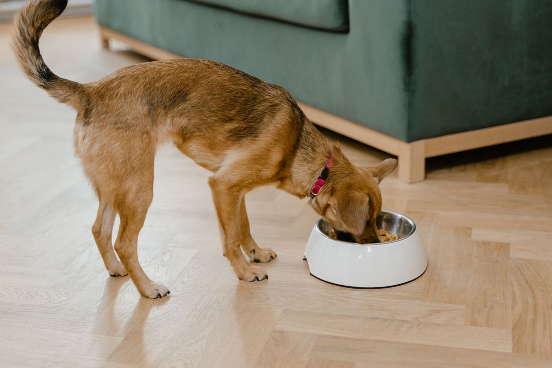 Best Dog Bowl to Prevent Bloat: Slow-Feeder Design Guide