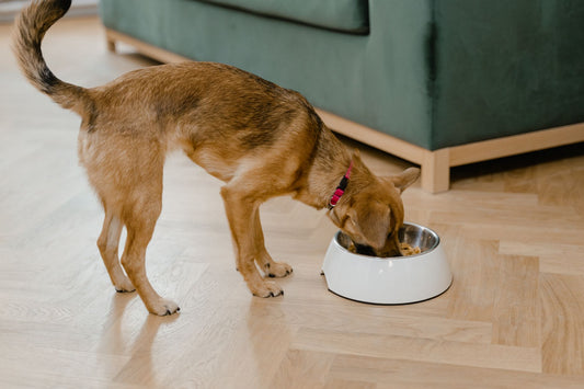 Best Dog Bowl to Prevent Bloat: Elevated & Slow-Feeder Design