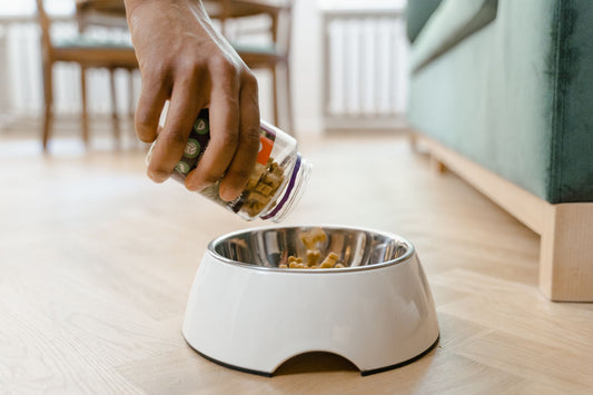 Best Dog Food Bowl to Prevent Bloat: Elevated & Slow-Feeder Design