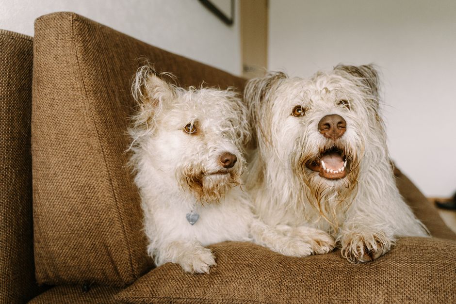 Dog Grooming at Home vs Professional: Cost & Quality Comparison