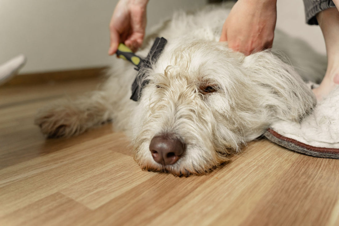 Deshedding Gloves for Brush-Sensitive Pets: Gentle Grooming Guide