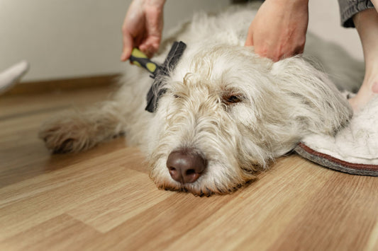Deshedding Gloves for Brush-Sensitive Pets: Gentle Grooming Guide