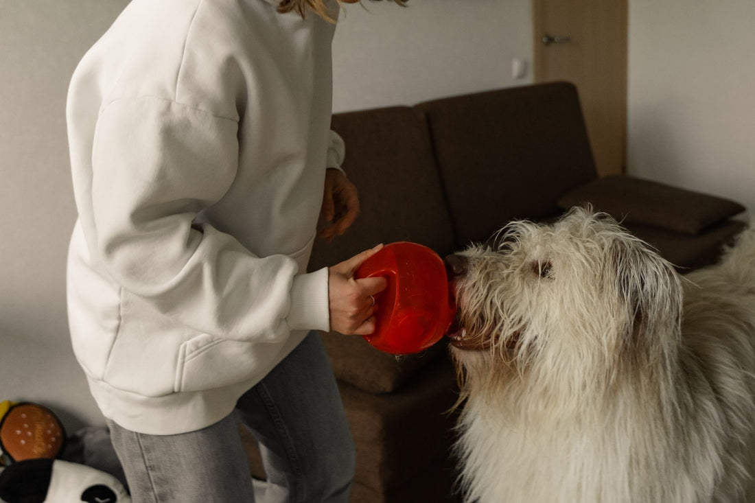 Best Dog Bowl to Prevent Bloat: Slow-Feeder Design Guide