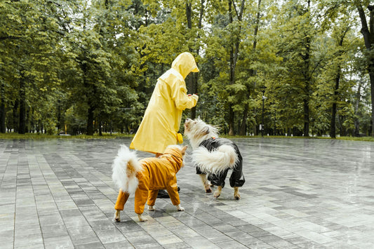 How to Choose a Dog Raincoat: Stay Dry on Every Walk