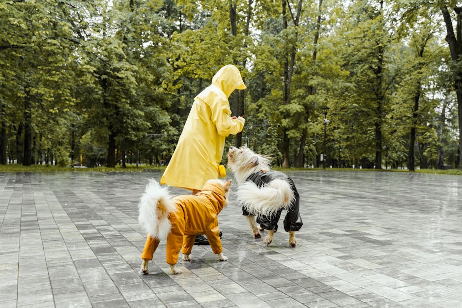 Does My Dog Need a Raincoat? Signs Your Dog Benefits From Weather Protection