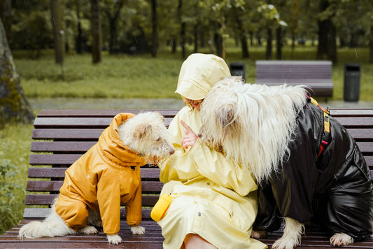 Does My Dog Need a Raincoat? Signs Your Dog Benefits From Weather Protection