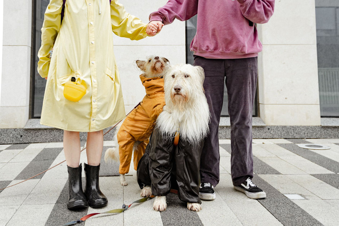 How to Choose a Dog Raincoat: Stay Dry on Every Walk