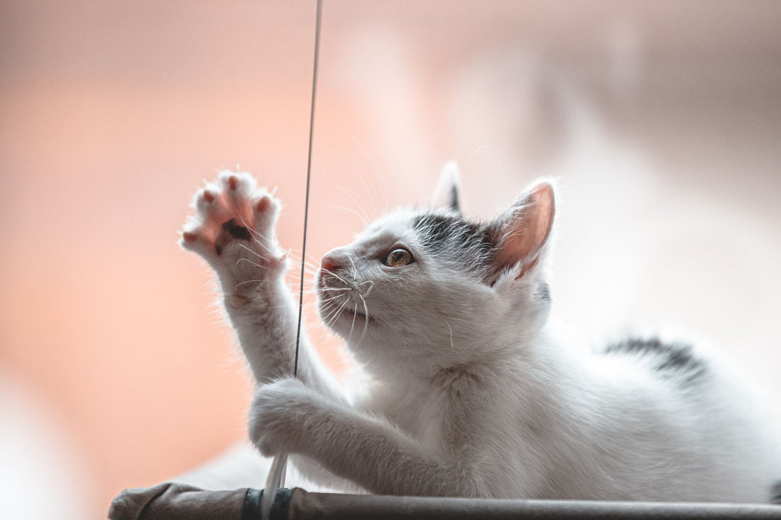Cat Enrichment: The Complete Indoor Play & Boredom Guide